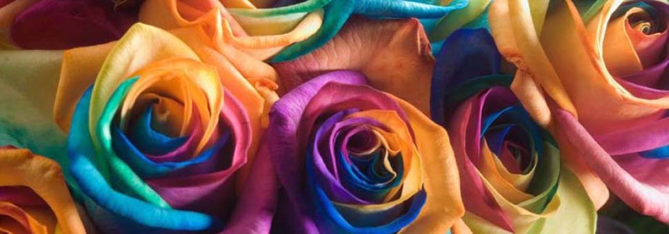 spruce grove flowers and gifts rainbow roses